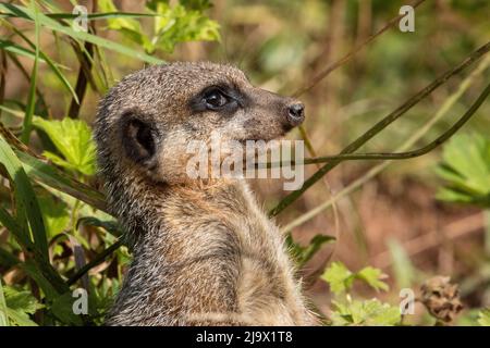 Kopf und Schultern eines wachsam schlanken Schwanzmeerkattes (Suricata suricatta) isoliert auf einem natürlichen grünen Hintergrund Stockfoto