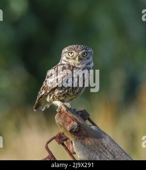 Kleine Eule In Der Nähe. Athene noctua. Selby North Yorshire Stockfoto