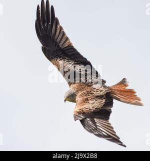 Red Kite - Milvus Milvus. Im Flug. Harewood, West Yorkshire. Stockfoto