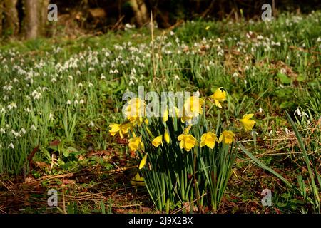 Narzissen wachsen in einem Wald mit Schneeglöckchen. Stockfoto