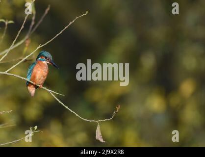 Eiskönigin im Baum. Tophill Low Nature Reserve. East Yorkshire. Alcedo atthis Stockfoto