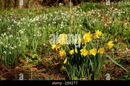 Narzissen wachsen in einem Wald mit Schneeglöckchen. Stockfoto
