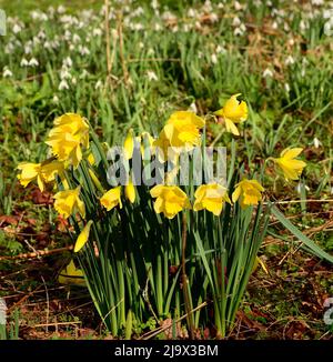 Narzissen wachsen in einem Wald mit Schneeglöckchen. Stockfoto