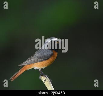 Common Redstart – Männlich. Phoenicurus phoenicurus Stockfoto