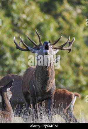 Rothirsch-Hirsch Brüllt Während Der Brunftzeit. National Trust, Studley Royal. Cervus elaphus Stockfoto