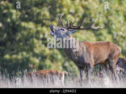 Rothirsch-Hirsch Brüllt Während Der Brunftzeit. National Trust, Studley Royal. Cervus elaphus Stockfoto