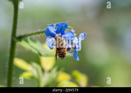 Eine Biene, die sich im Mai, England, auf Nektar auf einem grünen Alkanett (Pentaglottis sempervirens, eine blaue Wildblume) ernährt Stockfoto