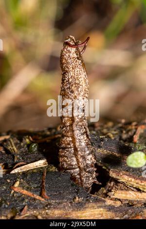 Die Exuviae eines kürzlich aufgetauchten Tipulid cruefly, Großbritannien Stockfoto