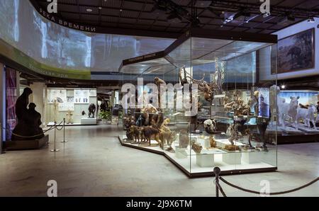 Moskau, Russland - 24. Februar 2016: State Darwin Museum of Natural History, Moskau, Russland Stockfoto