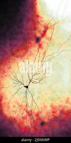 Synapse-Verbindungen. Struktur, die es einem Neuron (oder Nervenzelle) ermöglicht, ein elektrisches oder chemisches Signal an ein anderes Neuron zu übergeben. Nervensystem. Gehirn Stockfoto