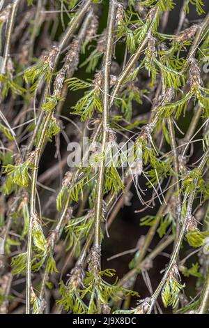 Weinender sibirischer Bauernbusch 'Walker' (Caragana arborescens) im Frühling Stockfoto