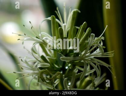 Blühende sansevieria-Pflanze auf dem Regal Stockfoto