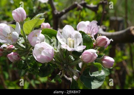 Früh blühende Apfelblüten, die am warmen Frühlingsmorgen aufgenommen wurden Stockfoto