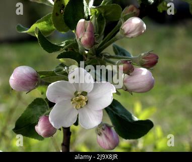 Früh blühende Apfelblüten, die am warmen Frühlingsmorgen aufgenommen wurden Stockfoto