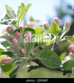 Früh blühende Apfelblüten, die am warmen Frühlingsmorgen aufgenommen wurden Stockfoto