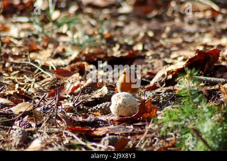 Robin isst von einem fetten Ball auf dem Boden in der Veluwe in den Niederlanden Stockfoto