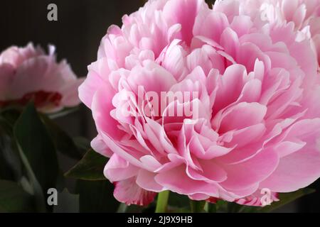 Schöne rosa Pfingstrosen Blumen. Stockfoto