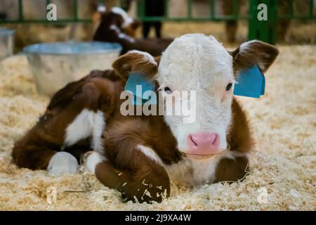 Porträt von niedlichen braunen und weißen Kalb ruhen und liegen auf dem Boden Stockfoto