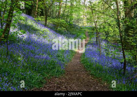 Lanhydrock Bluebells 280422 Stockfoto