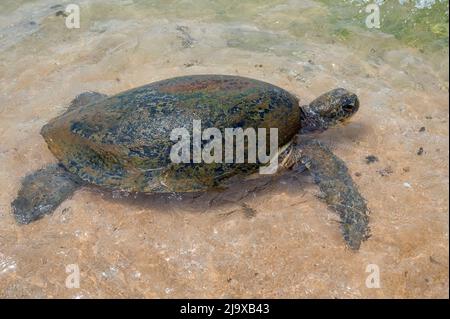 Grüne Meeresschildkröte oder Chelonia mydas schwimmt im flachen Ozean Stockfoto