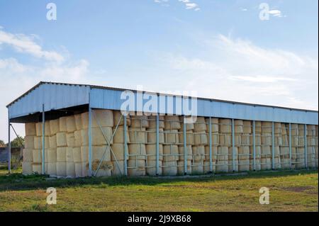 Runde Strohballen, die auf dem Bauernhof gelagert werden. Heurollen als Futtermittel für Rind- und Milchvieh, Schafe und Pferde. Heuhaufen im Herbst machen Stockfoto