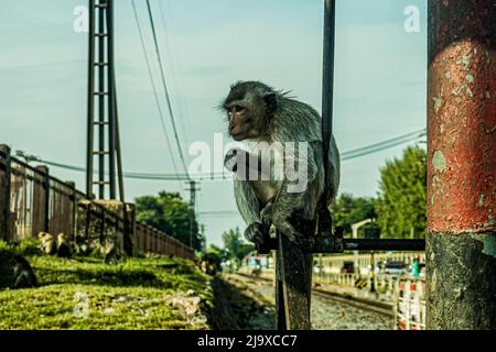 Einsamer Affe sitzt auf Eisenbahninfrastruktur in Thailand, Affentempel Stockfoto