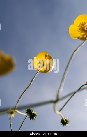 Aufnahme von Schmetterlingen in einem niedrigen Winkel vor einem blauen Himmel Stockfoto