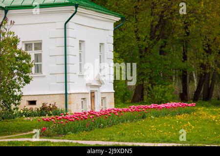 Die rosa Tulpen Tulipa humilis Reihen sich vor dem weißen klassischen Gebäude Stockfoto