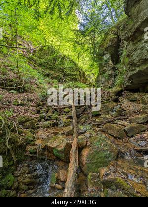 Fluss Clydach, der durch ein enges, steiles Tal in Südwales fließt (Cwm Clydach) Stockfoto