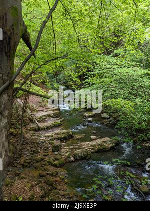 Fluss Clydach, der durch ein enges, steiles Tal in Südwales fließt (Cwm Clydach) Stockfoto