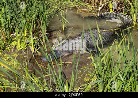 American Alligator, Alligator mississippiensis, ruht an einem sonnigen Tag im Port Aransas Nature Preserve in Texas in Wasser in der Nähe von Schilf in einem Sumpfgebiet. Stockfoto