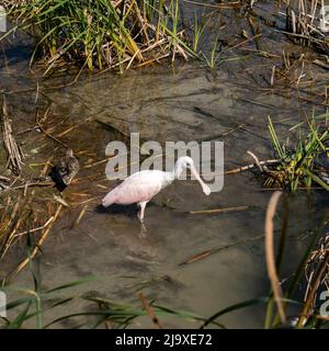 Roseatspoonbill Platalea ajaja beim Essen im schlammigen Wasser in einem Vogelzentrum in Texas sind auch Unkraut und andere Vögel zu sehen. Stockfoto