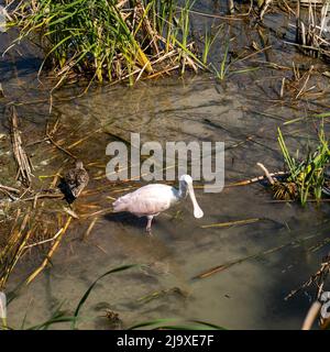 Roseatspoonbill Platalea ajaja beim Essen im schlammigen Wasser in einem Vogelzentrum in Texas sind auch Unkraut und andere Vögel zu sehen. Stockfoto