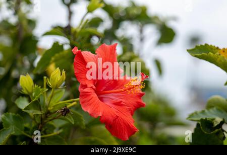 Schöne rote Blütenblüte auf lebender Pflanze mit grünen Blättern. Rote Kameliengewächse blühen mit gelben Staubfäden aus der Nähe. Stockfoto