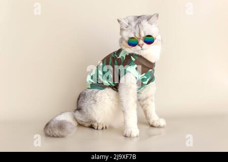 Eine Katze in Sonnenbrille und ein T-Shirt im Militärstil, das auf einem beigen Hintergrund sitzt Stockfoto