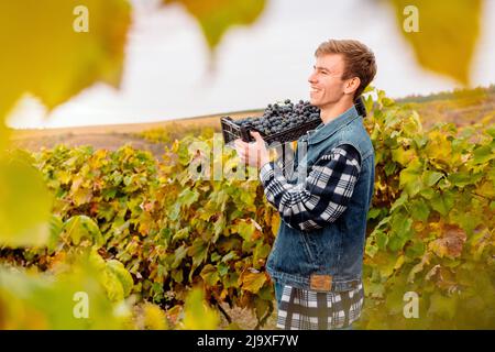 Ein Bauer, der in seinem Weinberg arbeitet, trägt ein kariertes Hemd und ein ärmelloses Jeanshemd und lächelt, während er die Kiste voller Trauben hält. Stockfoto