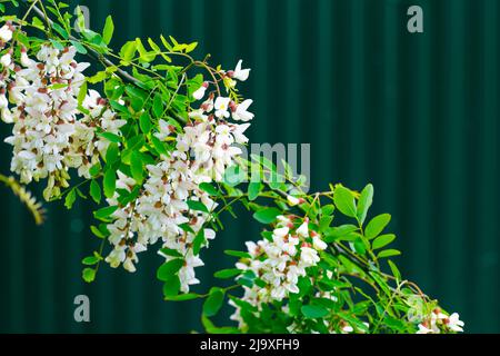 Ein Zweig blühender duftender weißer Akazie an einem Frühlingstag vor dem Hintergrund eines Zauns im Garten. Stockfoto