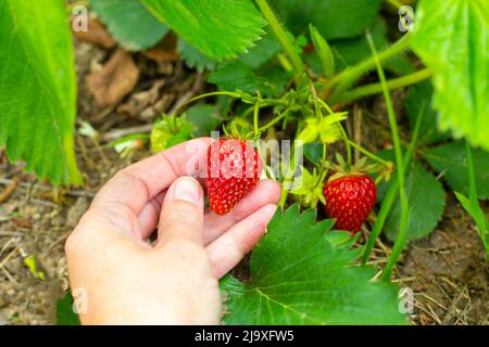 Eine Frauenhand pflückt aus einem Busch im Garten eine reife, saftige Erdbeere. Erdbeeren anbauen, ernten. Stockfoto