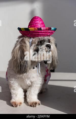 Ein Shih-Tzu-Hund mit einem rosa mexikanischen Hut. Stockfoto