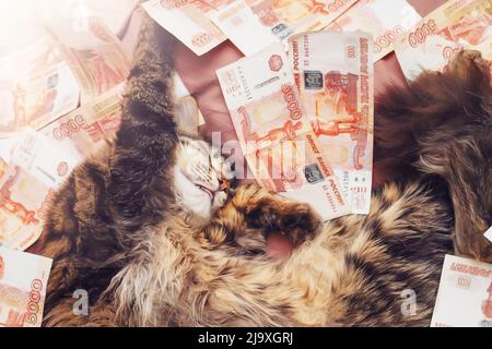 Eine niedliche Katze schläft süß in fünftausendsten Banknoten. Weichfokus. Sehen Sie Reichtum im Traum. Reiche Katze. Stockfoto