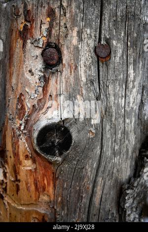 Abstrakter Hintergrund oder Textur zwei rostige Nägel in altem Holz Stockfoto