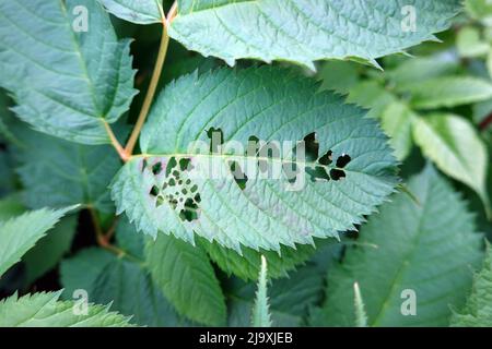 Blattwespen-Larven (Tenthredinidae) fressen die Blätter eines Wald-Geissbart (Aruncus dioicus) Stockfoto