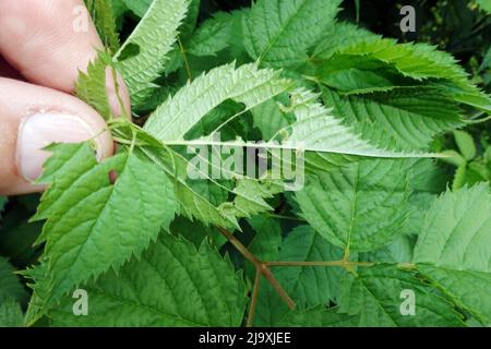Blattwespen-Larven (Tenthredinidae) fressen die Blätter eines Wald-Geissbart (Aruncus dioicus) Stockfoto