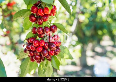 Nahaufnahme von roten Bio-Kirschen auf einem Zweig kurz vor der Ernte im Frühsommer Stockfoto