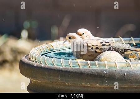 Ein Paar Trauertauben (Zenaida macroura), die in einem Springbrunnen in der San Francisco Bay Area, Kalifornien, baden Stockfoto