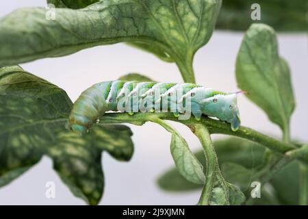 Nahaufnahme der Tabak-Hornwurm-Raupe (Manduca sexta), die sich auf einem Tomatenblatt ernährt; Kalifornien Stockfoto