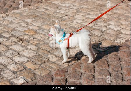 Weißer pommerischer spitz an der roten Leine steht am sonnigen Sommertag auf einem gepflasterten Bürgersteig in der Stadt. Kleine Haushündin, Welpen auf der Straße. Haustiere sind nicht erlaubt Stockfoto