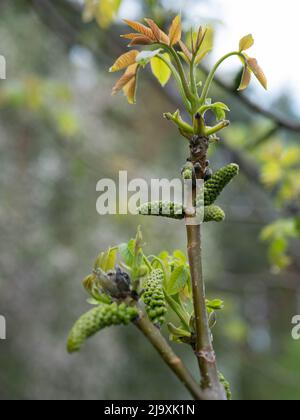 Walnuss blüht im Frühling. Walnüsse junge Blätter. Juglans regia in Blüte, selektiver Fokus Stockfoto