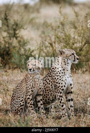 Ein weiblicher Gepard und Junge im Krüger National Park, Südafrika Stockfoto