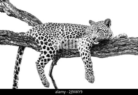 Leopardenjunge entspannt sich am Baumzweig in Südafrika Stockfoto